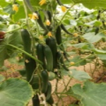 مزرعه