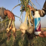 مزرعه