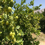 مزرعه