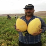 مزرعه