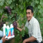 مزرعه