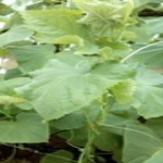 مزرعه