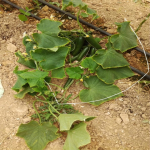 مزرعه