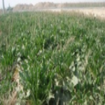 مزرعه