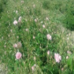 مزرعه