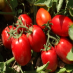 عمومی