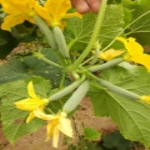 مزرعه
