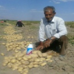 مزرعه