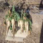 مزرعه