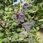 مزرعه