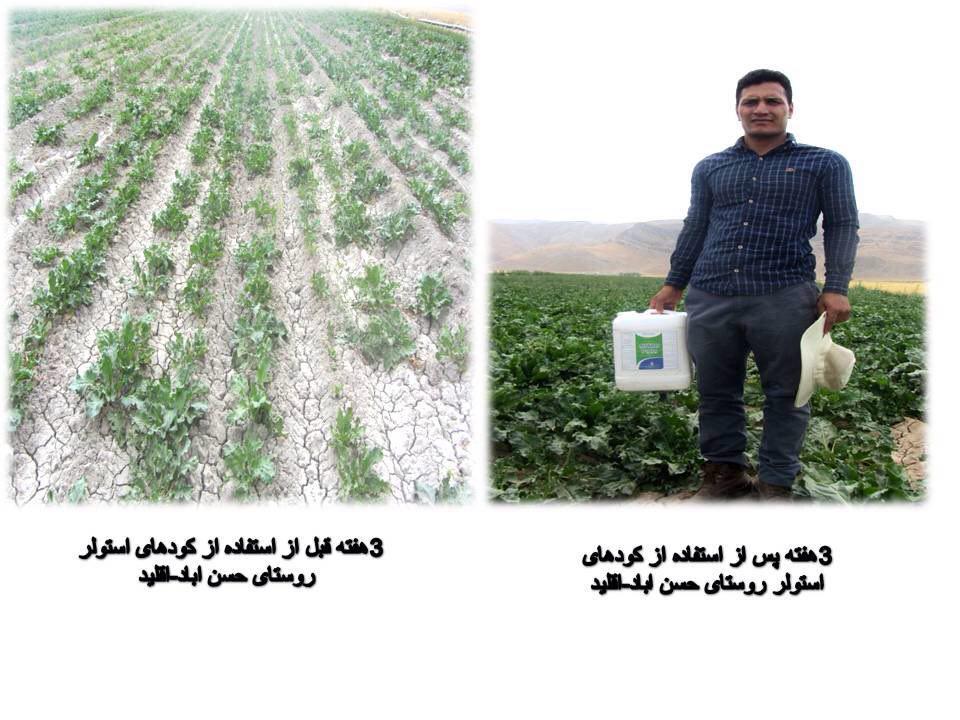 استفاده از محصولات استولر در مزرعه ای واقع در اقلید فارس