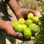 مزرعه