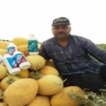 مزرعه