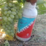 مزرعه