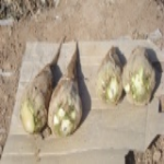 مزرعه