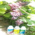 مزرعه