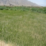 مزرعه