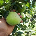 مزرعه