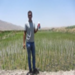 مزرعه
