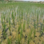 مزرعه