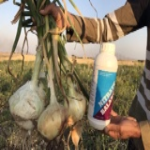 مزرعه