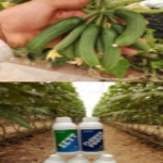 مزرعه
