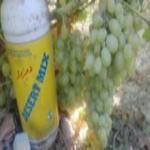 مزرعه